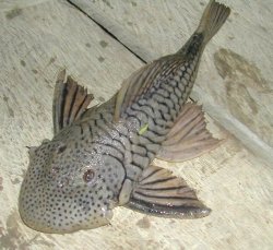 Chaetostoma cf. anale`napo` - Click for species data page